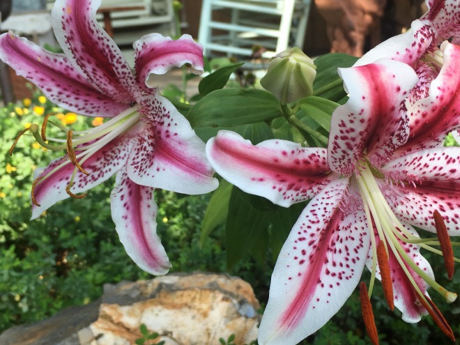 "Dizzy" Oriental Lily by Mid-Life Blogger
