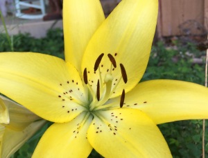 Mystery yellow lily by Mid-Life Blogger
